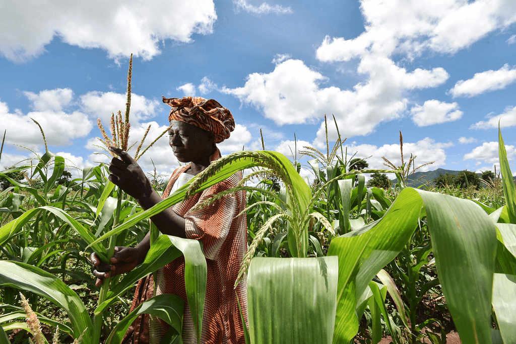 Malawian smallholder farmer inspecting maize crops in a field supported by the Acre Space farming program